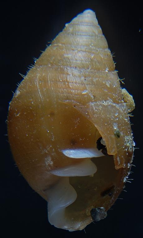 Ovatella firminii